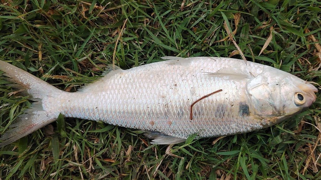 নোয়াখালীর কোম্পানীগঞ্জের চর ফকিরা ইউনিয়নের ৮ নম্বর ওয়ার্ডের ভূমি মার্কেটসংলগ্ন মিয়া মেম্বারের মাছের খামারের পুকুরে ধরা পড়া ইলিশ