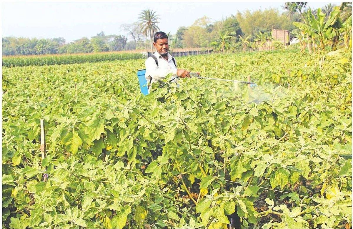 সুরক্ষাব্যবস্থা ছাড়াই বেগুনখেতে বালাইনাশক ছিটাচ্ছেন এক কৃষক। গতকাল চুয়াডাঙ্গা সদর উপজেলার সুবদিয়া কাছারি মাঠে