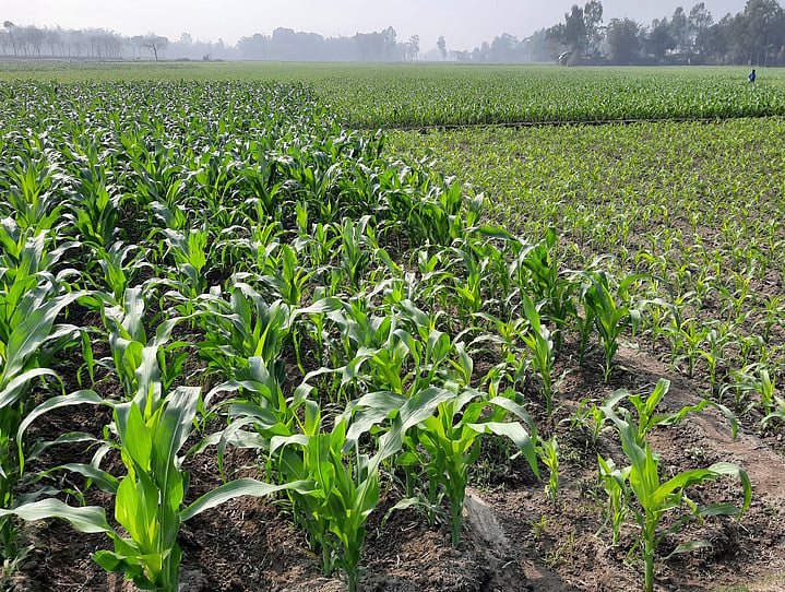 লালমনিরহাটের পাটগ্রাম ও হাতীবান্ধা উপজেলার তিস্তা নদীর চরে রবি ফসলের সমারোহ। পাটগ্রাম উপজেলার দহগ্রাম ইউনিয়নের তিস্তা নদীর চর মহিমপাড়া গ্রামে