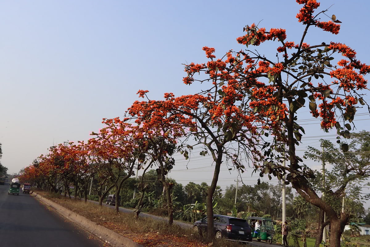 ঢাকা-চট্টগ্রাম মহাসড়কের সড়ক বিভাজকে ফুটে থাকা পলাশ ফুল। কুমিল্লার চৌদ্দগ্রাম উপজেলার মিয়াবাজার এলাকায়