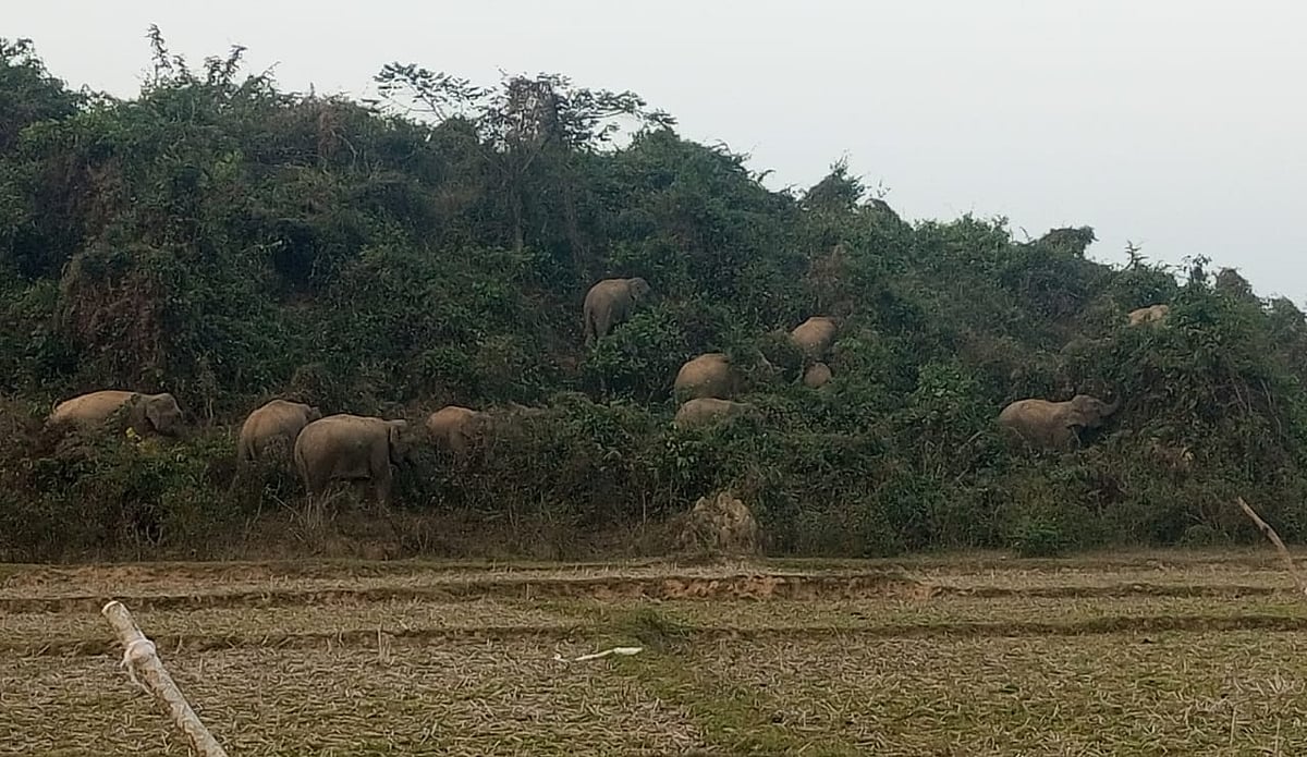 শেরপুরের নালিতাবাড়ী উপজেলার সীমান্তবর্তী নাকুগাঁও বানাইটিলায় তিন দিন ধরে অবস্থান করছে অর্ধশতাধিক বন্য হাতির পাল। গত সোমবার বিকেলে তোলা