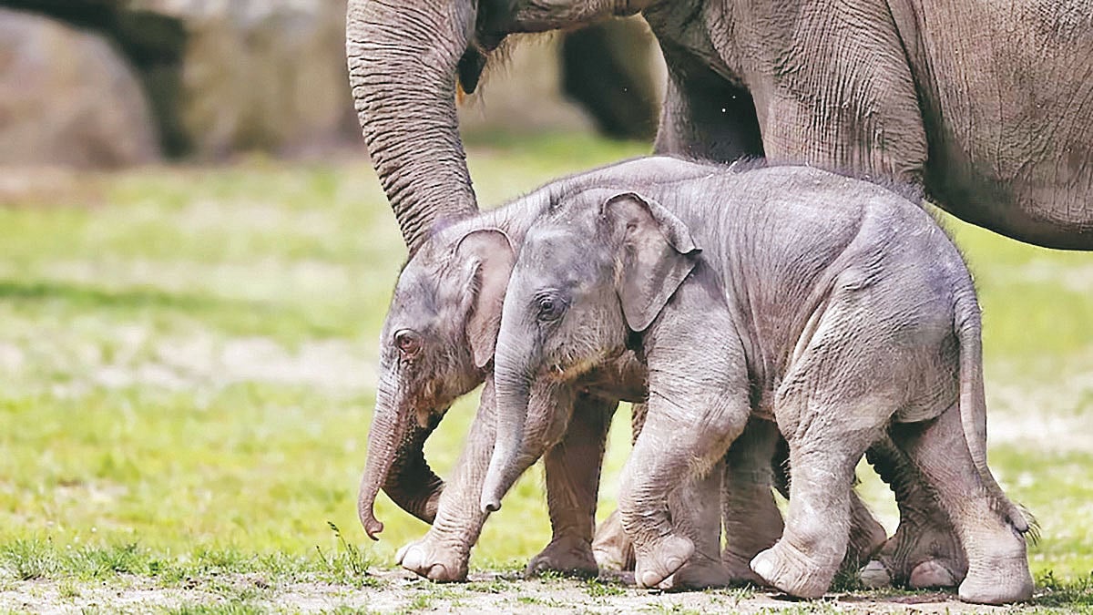 হাতির শাবক মরলে মাটিচাপা দেওয়া হয়, এটাই হচ্ছে বিস্ময়কর
