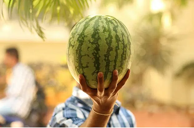 তরমুজের এক দাম। কোনো নড়চড় নেই। কেজি হিসাবে নিলে ৮০ টাকা।