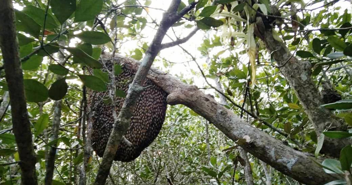 Tabiatdagi etuk ayollar mushuklari, erotik fotosuratlar Bolimli fotosuratlarda chuqur tomoqli oral