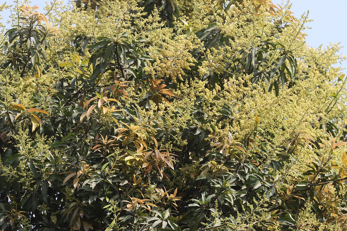 এবার হাড়িভাঙা আমের মুকুল ধরেছে বেশ। ছবিটি রংপুরের মিঠাপুকুর উপজেলার পাইকারহাট এলাকার