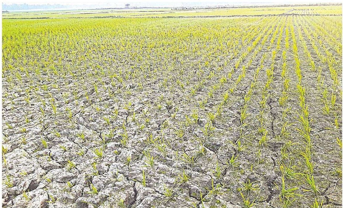 পানির অভাবে বোরো ধানগাছের গোড়া শুকিয়ে যাচ্ছে। গত সোমবার বিকেলে মৌলভীবাজার সদর উপজেলার বড়কাপন পশ্চিমের মাঠে