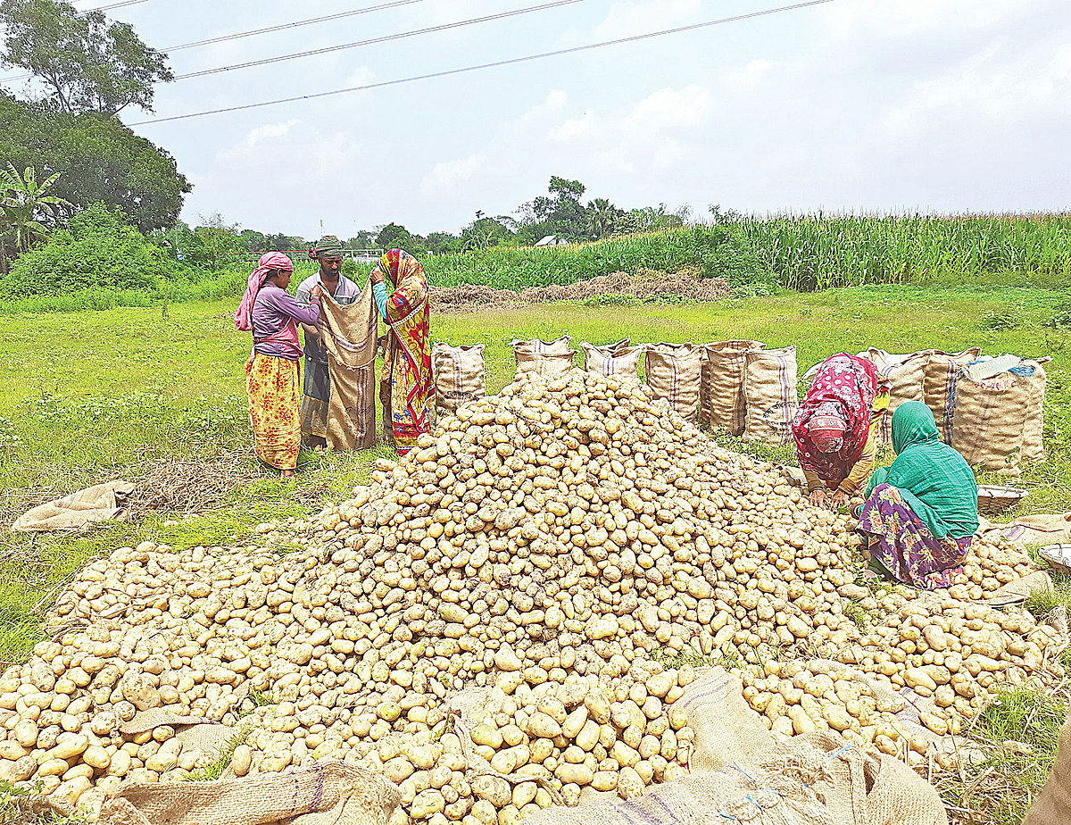চলতি বছর আলুর বাম্পার ফলন হয়েছে। প্রতি মণ আলু পাইকারিতে ১,৩০০ টাকায় বিক্রি করছেন কৃষক জয়নাল আবেদীন মুনসি। হিমাগারে সংরক্ষণের জন্য কৃষক জয়নালের খেতের আলু বস্তাবন্দী করছেন কয়েকজন নারী শ্রমিক। গতকাল কুমিল্লার দাউদকান্দিতে