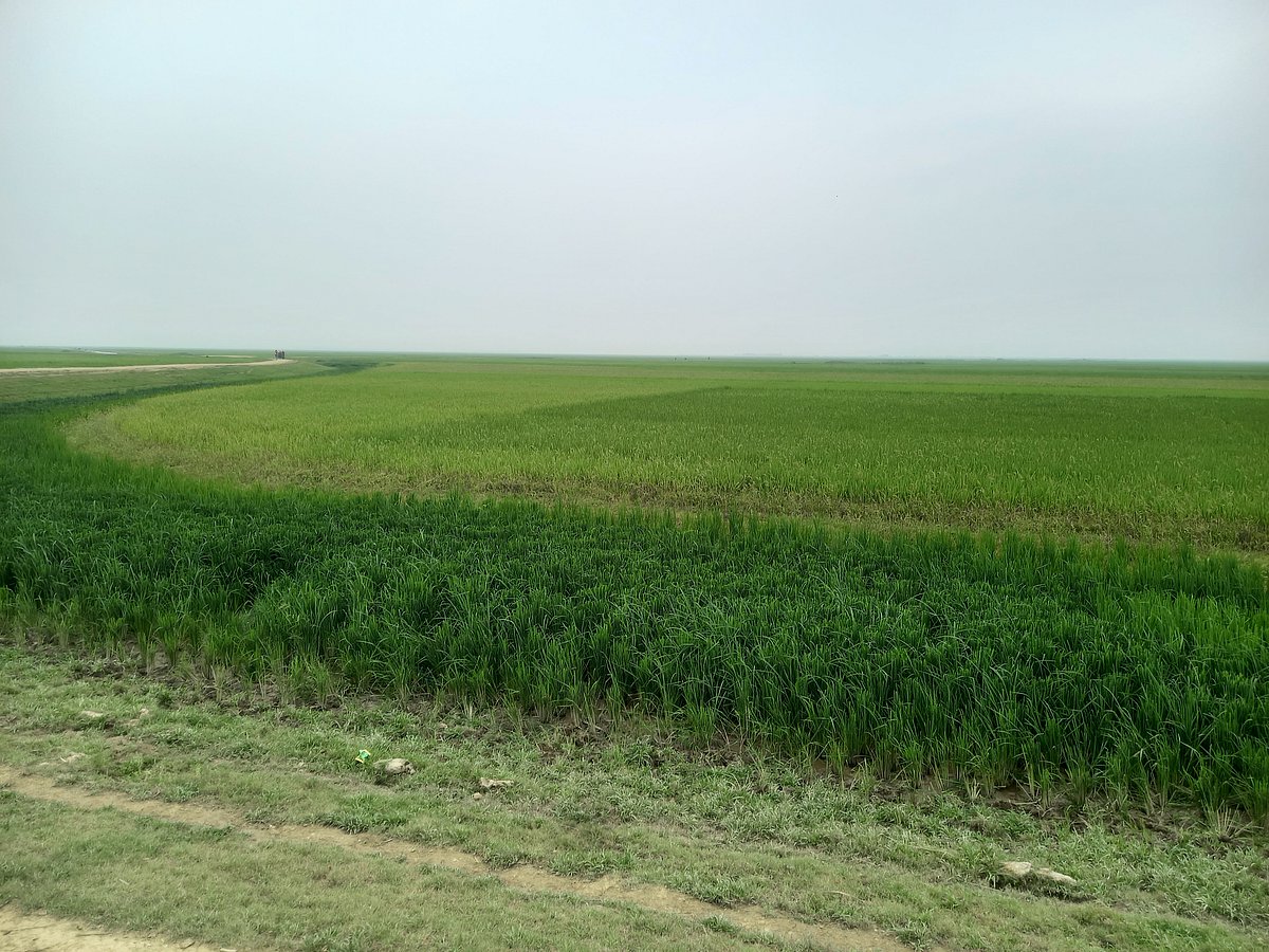 সুনামগঞ্জের বিস্তীর্ণ হাওরে এখন সবুজ ধানের সমারোহ। জেলার জামালগঞ্জ উপজেলার হালির হাওরে