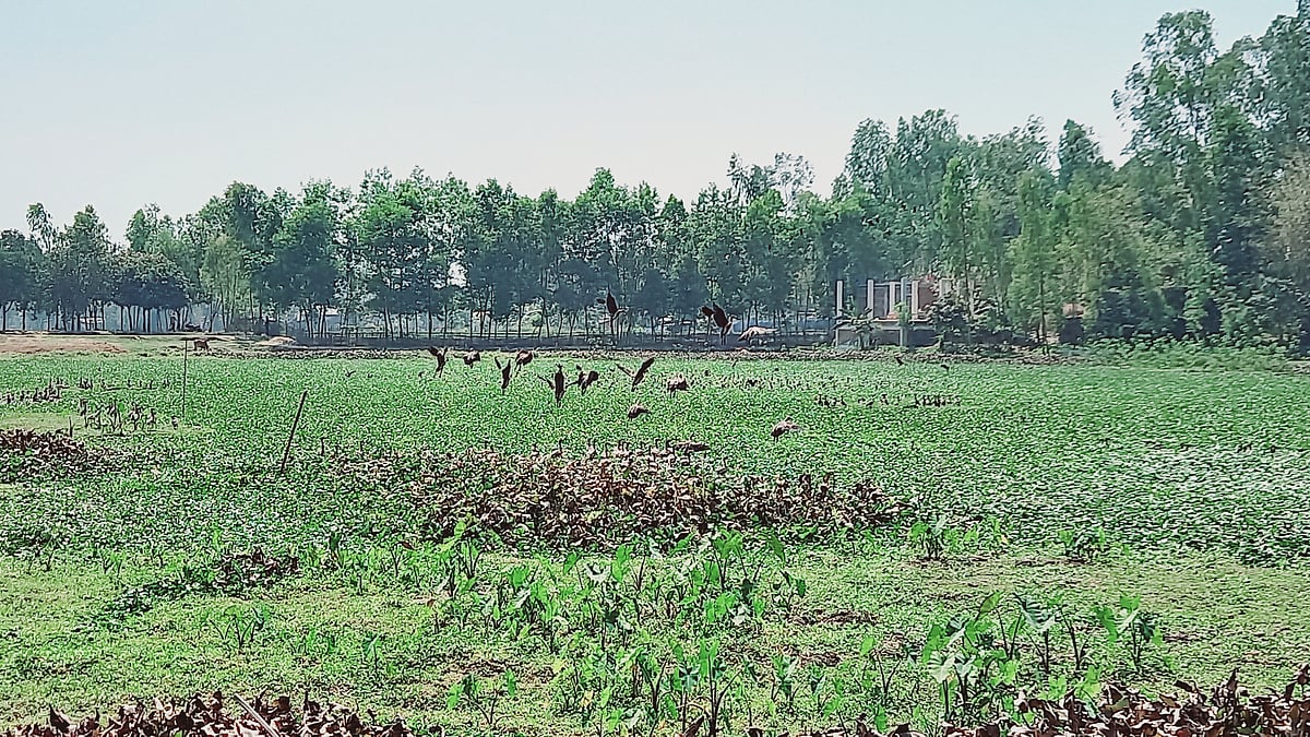 দিনাজপুরের বিরামপুর পৌরসভার চকপাড়া মহল্লার বিরোধপূর্ণ পুকুরে গত ৫ বছর ধরে আসে অতিথি পাখি