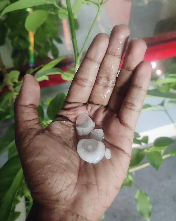 গতকাল শনিবার দিবাগত রাত দুইটার দিকে ঢাকার বিভিন্ন স্থানে শিলাবৃষ্টি হয়। রাজধানীর কারওয়ান বাজারে শিলা কুড়িয়েছেন একজন