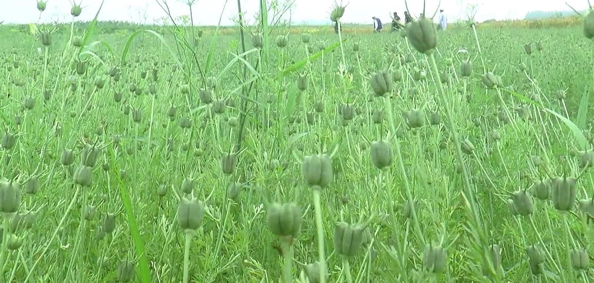 টাঙ্গাইল সদর উপজেলার চরাঞ্চলে কালো জিরার ভালো ফলন হয়েছে। সম্প্রতি উপজেলার কাকুয়া ইউনিয়নের ওমরপুর গ্রামে