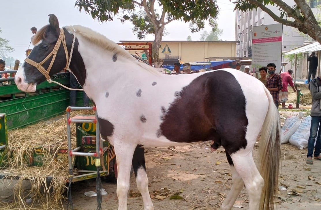 জয়পুরহাটের গোপীনাথপুর দোল পূর্ণিমা মেলায় ঘোড়া উঠেছে। বাহাদুর নামের বড় আকৃতির ঘোড়াটি নজর কেড়েছে সবার