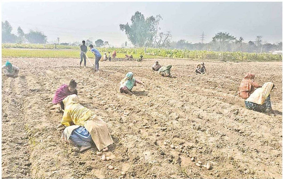 খেত থেকে আলু তুলতে ব্যস্ত একদল শ্রমিক। গতকাল রংপুরের তারাগঞ্জ উপজেলার দোলাপাড়ায়