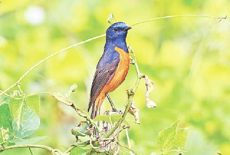 জয়পুরহাটের আক্কেলপুর উপজেলার ভদ্রাকালী গ্রামে পুরুষ নীল-কপালি লালগির্দি