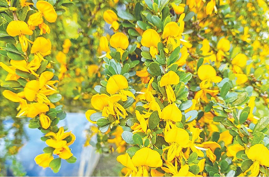 ক্যালিকোটম বা কাঁটাযুক্ত ঝাড়ফুল। যশোরের একটি নার্সারি থেকে তোলা