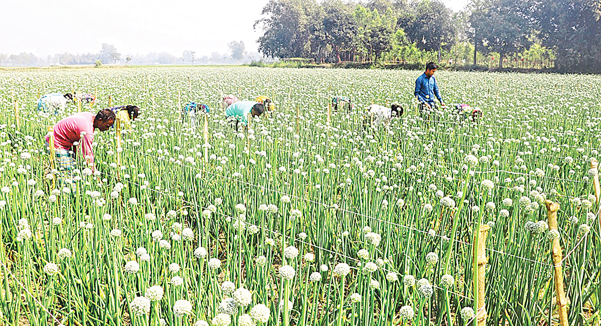 মিলন ইসলাম ও কলোনী কান্ত রায়ের পেঁয়াজ বীজের খেত। সম্প্রতি দিনাজপুরের বিরল উপজেলার গোবিন্দপুর এলাকায়
