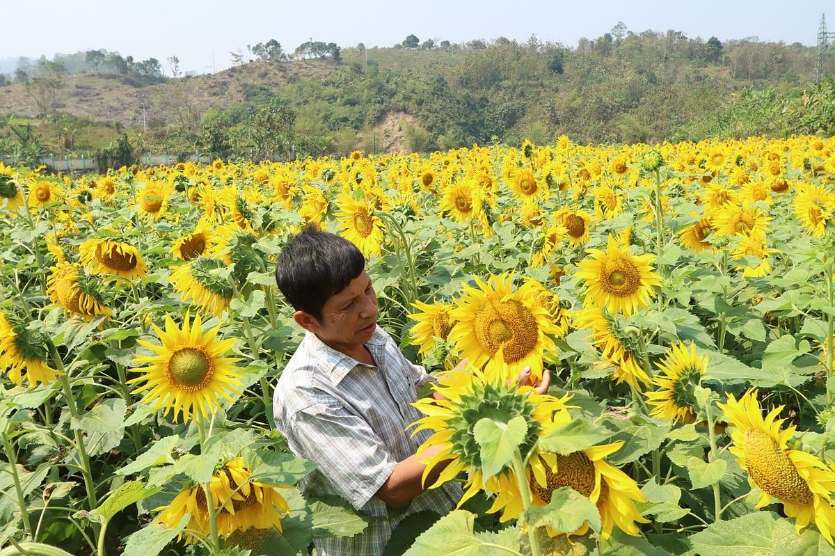 সূর্যমুখী চাষে দিন দিন আগ্রহী হয়ে উঠছেন পাহাড়ের মানুষ। রাঙামাটি সদরের বোদিপুর গ্রামে খেত পরিচর্যা করছেন এক চাষি। সম্প্রতি তোলা