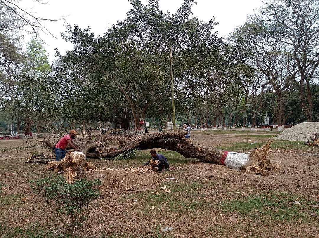 বৈশাখী মঞ্চ বানাতে কুষ্টিয়ার ইসলামী বিশ্ববিদ্যালয়ে কেটে ফেলা হয়েছে তিনটি গাছ। রোববার দুপুরে