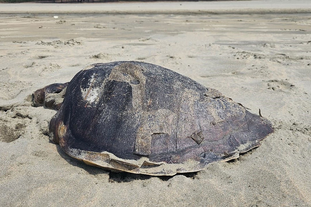 কক্সবাজারের টেকনাফ সৈকতে ভেসে আসা অলিভ রিডলে প্রজাতির মৃত মা কাছিম