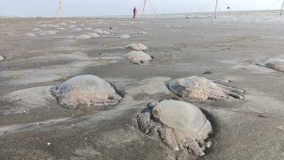 প্রায় দুই সপ্তাহ ধরে পটুয়াখালীর কুয়াকাটা সৈকতে ভেসে আসছে অসংখ্য জেলি ফিশ। যেগুলো মারা গিয়ে পচে–গলে দুর্গন্ধ ছড়াচ্ছে। সম্প্রতি কুয়াকাটা সৈকতসংলগ্ন লেম্বুর চরে