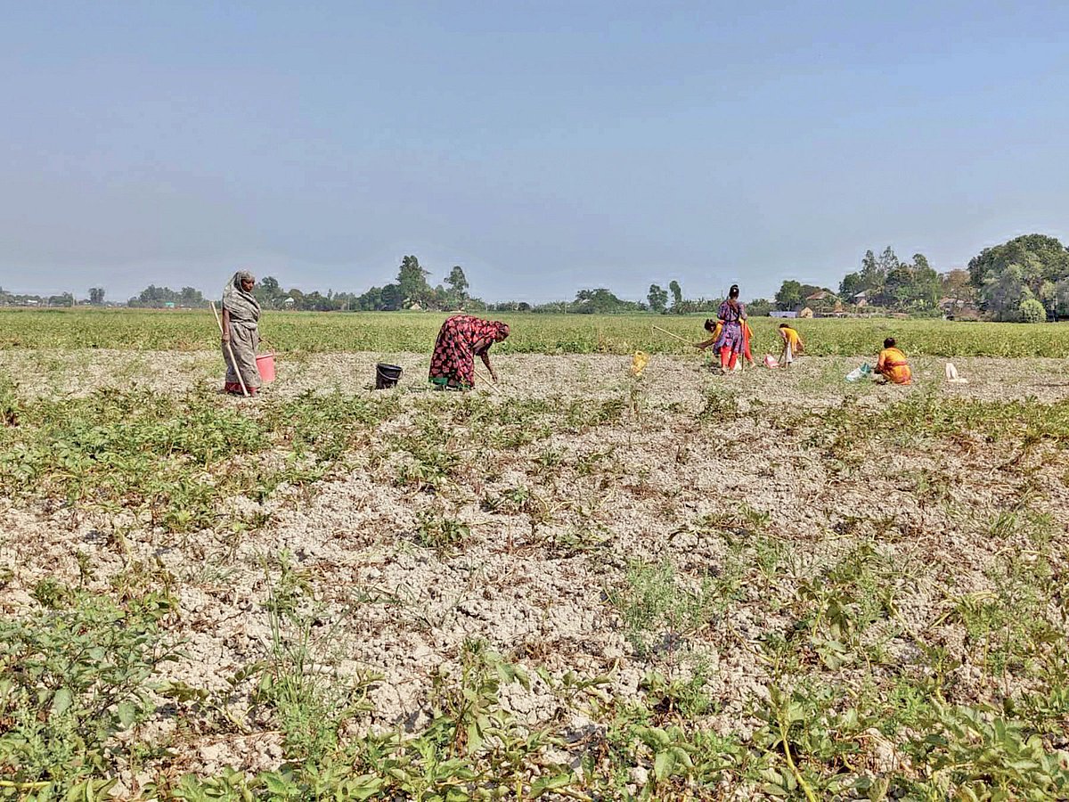 জমি থেকে আলু তুলছেন কিষানিরা। গত বুধবার শরীয়তপুরের ভেদরগঞ্জের কাচিকাটা ইউনিয়নের বোরকাঠি এলাকায়