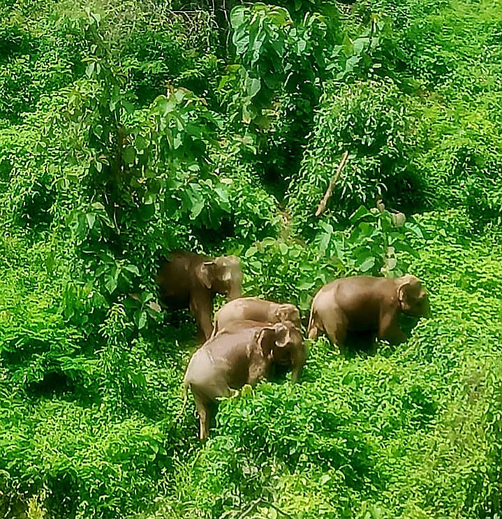 বনের ভেতরে হাতির একটি পাল।কক্সবাজারের রামুর ভোমরিয়াঘোনা বনাঞ্চলে। সম্প্রতি তোলা