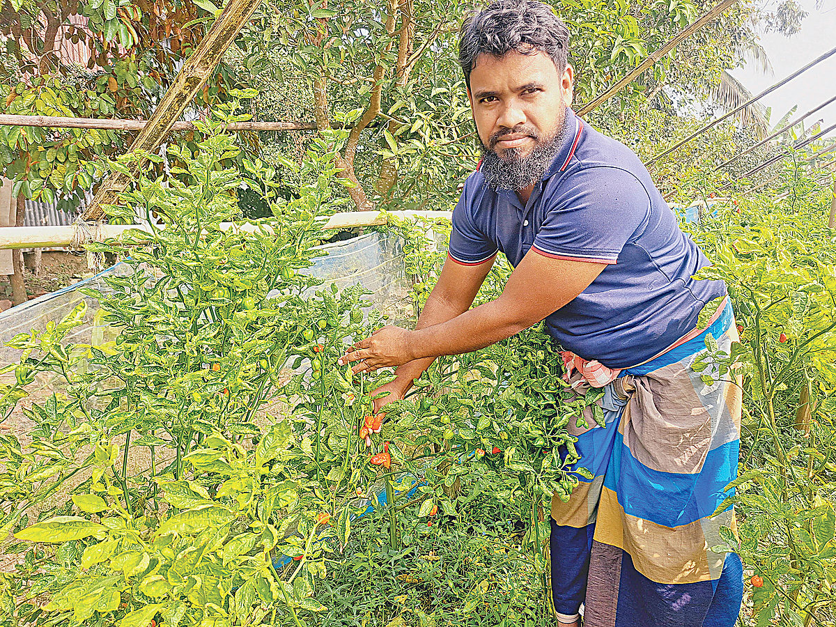 নিজের বম্বে মরিচখেতে পটুয়াখালীর কলাপাড়া উপজেলার হেমায়েত উদ্দিন