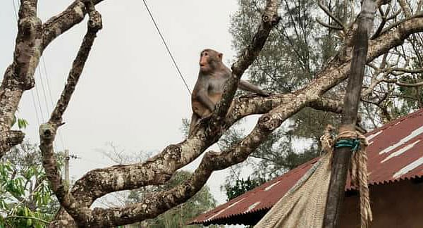 লোকালয়ে এসে বসতবাড়ির সামনের গাছে অবস্থান নিয়েছে একটা বানর। চট্টগ্রামের মিরসরাইয়ে