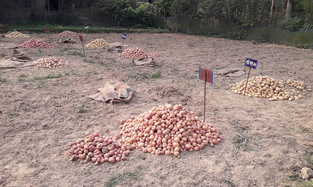 উদ্যোক্তা কৃষক হাবিবুর রহমানের জমি থেকে নানা জাতের আলু তোলা হয়েছে। ২৩ মার্চ বিকেলে মৌলভীবাজার সদর উপজেলার গিয়াসনগরে