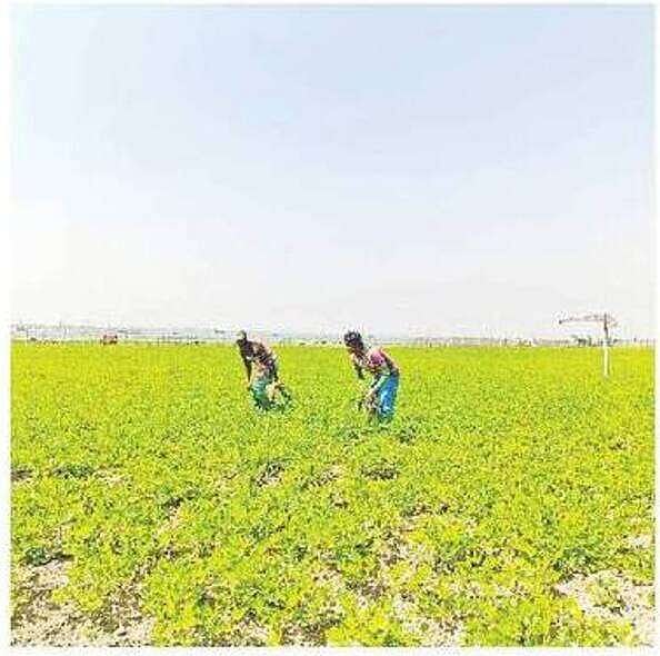 বাদামখেতের পরিচর্যা করছেন দুই কৃষক