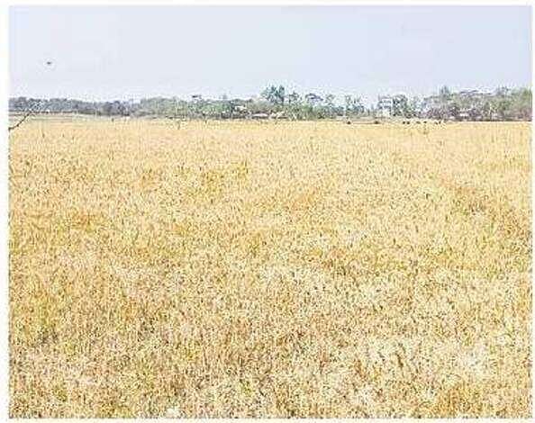 উপকূলের লবণাক্ত জমিতে গমের আবাদ। বরগুনার তালতলী উপজেলার শারিকখালী ইউনিয়নের নলবুনিয়া গ্রামে সম্প্রতি