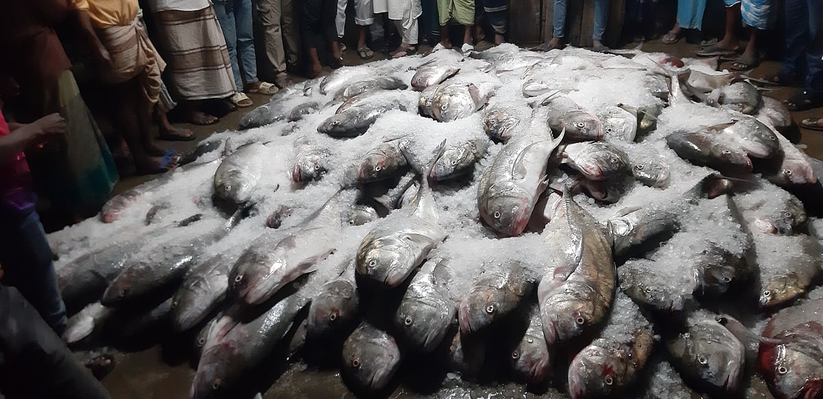 বঙ্গোপসাগরে মাছ ধরার ট্রলারে উঠে আসা উলুয়া মাছ। রোববার রাতে টেকনাফ পৌরসভার কায়ুকখালীয়া খালে ছৈয়দ আলমের ফিশারিজে