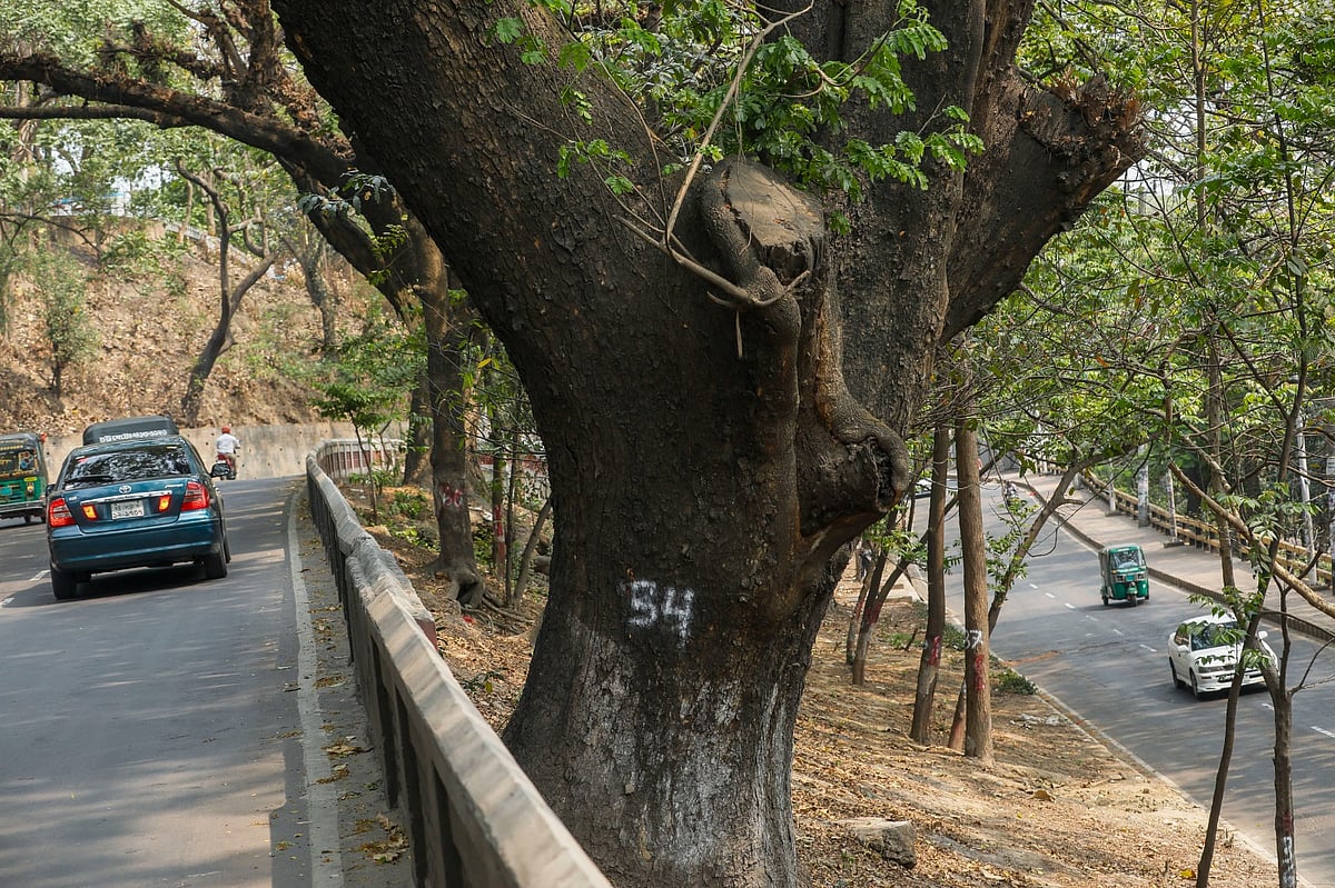 চট্টগ্রাম নগরের এলিভেটেড এক্সপ্রেসওয়ের র‍্যাম্প নামানোর জন্য শতবর্ষী গাছ কাটতে গায়ে দেওয়া হয়েছে নম্বর। আজ বেলা দেড়টায় সিআরবি এলাকায়