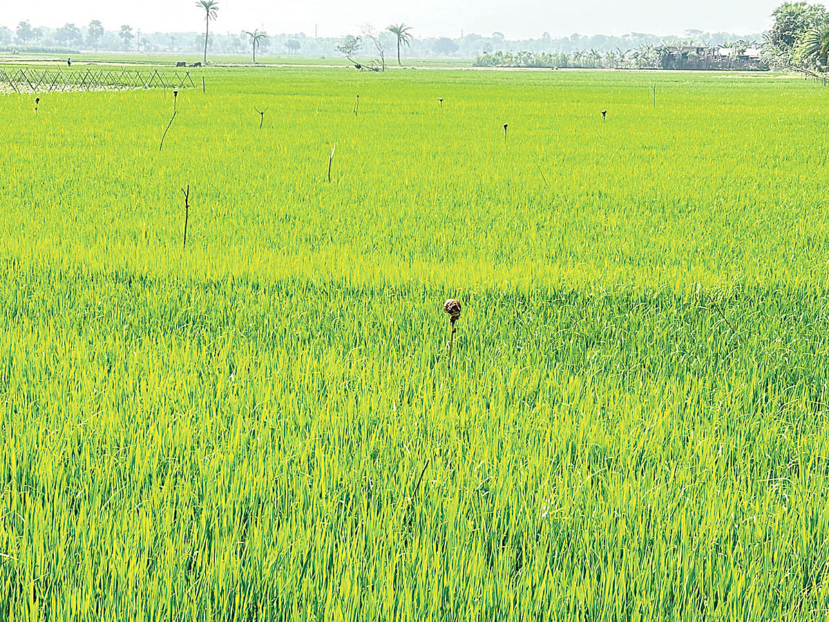ক্ষতিকর পোকা দমনে বোরো খেতে নির্দিষ্ট দূরত্বে গাছের ডাল পুঁতে রাখা হয়েছে। যশোরের অভয়নগর উপজেলার শিবনগর বিলে