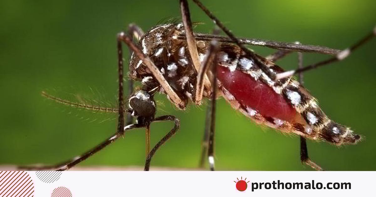 Keng ochilgan mushukning fotosurati Keng ochilgan mushukning fotosurati