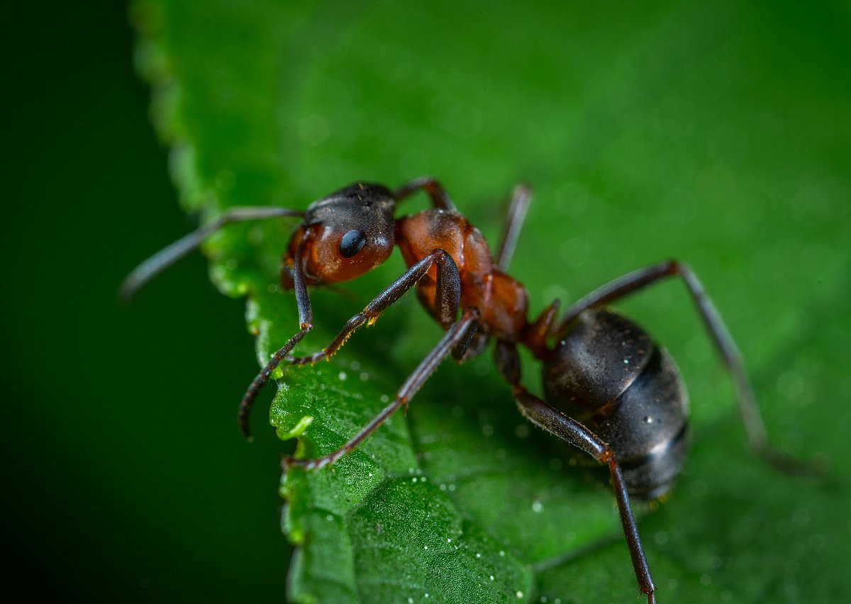 Why don't you leave an an ant high enough to die