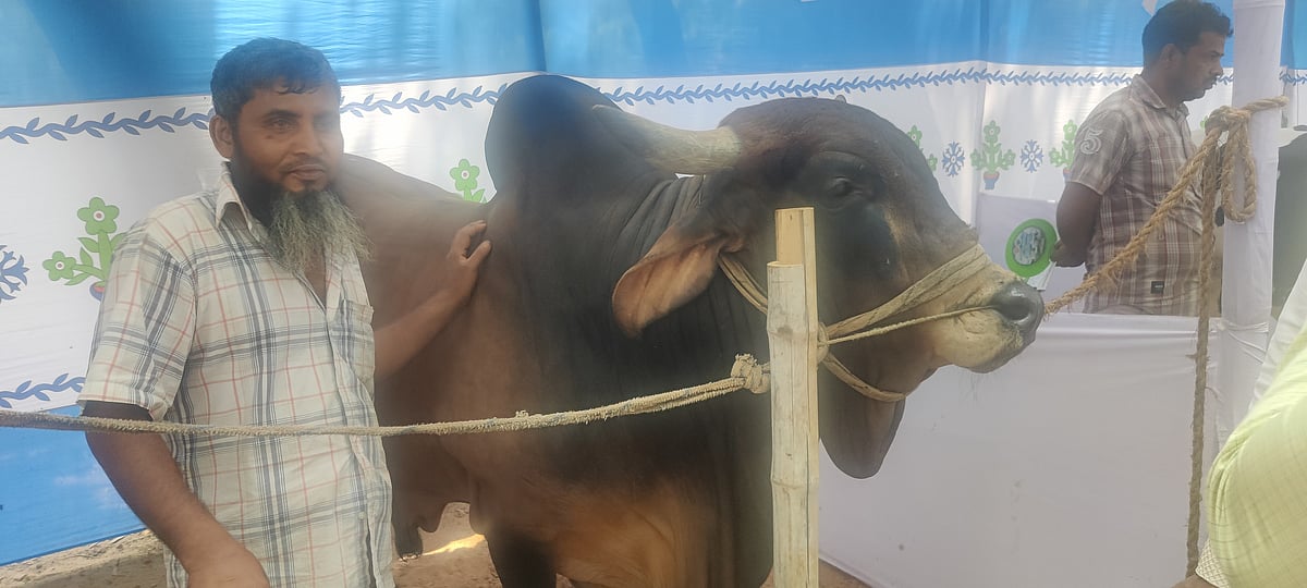 ব্রাজিলিয়ান গির জাতের ৭৫০ কেজি ওজনের ষাঁড় প্রদর্শনীতে আনা হয়েছে। গতকাল বৃহস্পতিবার আক্কেলপুর প্রাণিসম্পদ ও ভেটেরিনারি হাসপাতাল চত্বরে