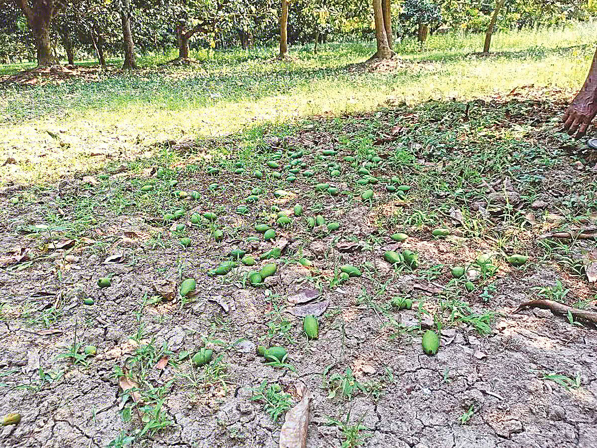 খরা ও পোকার আক্রমণে ঝরে পড়ছে আম। গত বুধবার রাজশাহীর বাঘা উপজেলার আড়পাড়া গ্রামে