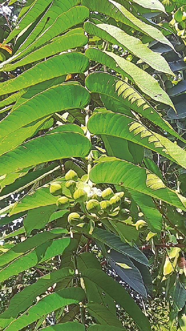 বাংলাদেশ কৃষি বিশ্ববিদ্যালয়ের বোটানিক্যাল গার্ডেনে বান্দরহুলা বৃক্ষ