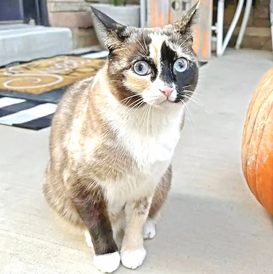 কয়েক দিন প্যাকেটবন্দী থাকলেও সুস্থ 
আছে বিড়ালটি