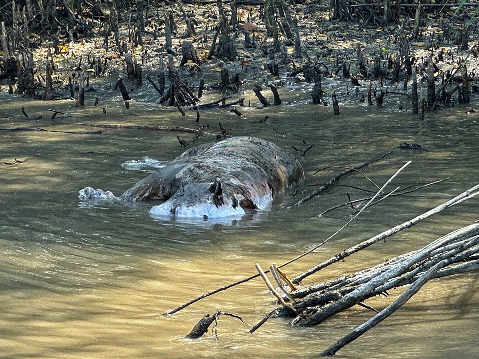 খালে ভাসমান বাঘের মরদেহ। মঙ্গলবার বিকেলে মরদেহটি উদ্ধার করে ময়নাতদন্তের জন্য করমজলের বন্য প্রাণী প্রজনন কেন্দ্রে নেওয়া হয়েছে