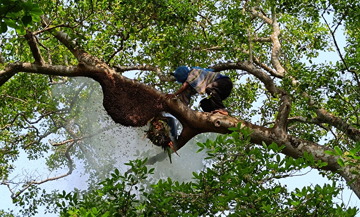 গহিন সুন্দরবনে মৌমাছির চাকের নিচে কাড়ুর ধোঁয়া ধরতেই মৌমাছিরা সরতে শুরু করে। এরপর চাক কেটে মধু সংগ্রহ করা হয়। খুলনার কয়রা উপজেলার মুচির খাল এলাকায়