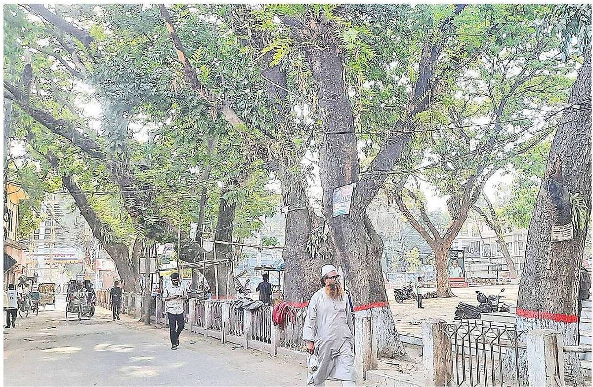 রাস্তা সম্প্রসারণ করার জন্য টাঙ্গাইল শহীদ স্মৃতি পৌর উদ্যানের এই গাছগুলো কেটে ফেলার উদ্যোগ নিয়েছে পৌরসভা কর্তৃপক্ষ। এ িসদ্ধান্তের প্রতিবাদ জানিয়েছেন অনেকে। গতকাল বিকেলে তোলা ছবি