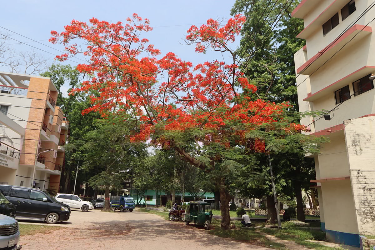 কুমিল্লা জেলা প্রশাসক কার্যালয়ের সামনে ফুটেছে লাল টকটকে কৃষ্ণচূড়া