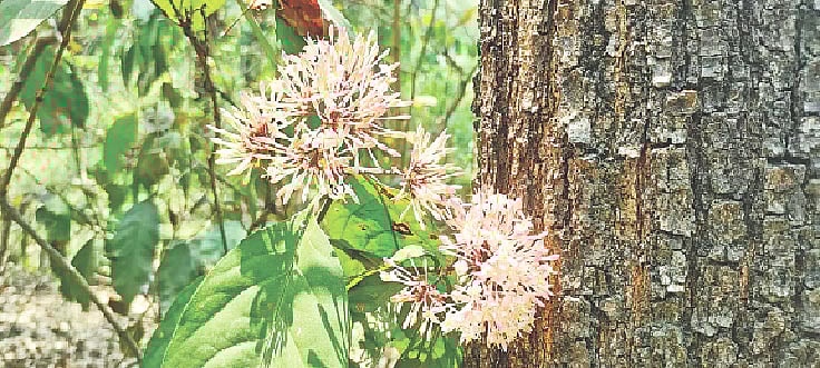 জাহাঙ্গীরনগর বিশ্ববিদ্যালয়ের শালবনে ফুটেছে গোলাপি বিজু ফুল