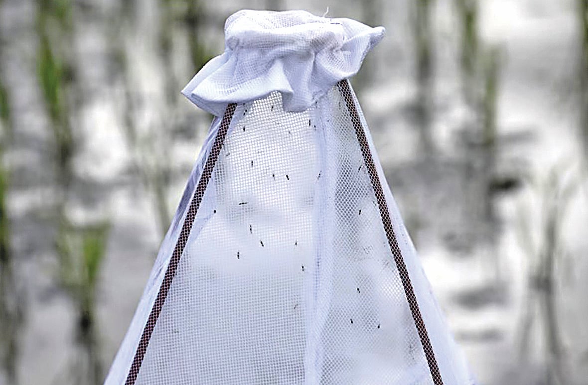 ম্যালেরিয়া প্রতিরোধে মশারি