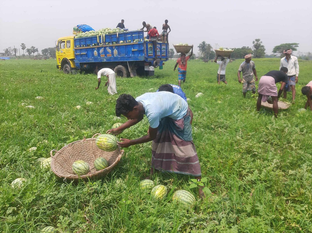 চরের খেত থেকে পাকা তরমুজ তুলে ট্রাকে ভরছেন কৃষক-শ্রমিকরা। চট্টগ্রামের মিরসরাইয়ের কাজীর তালুক চরে