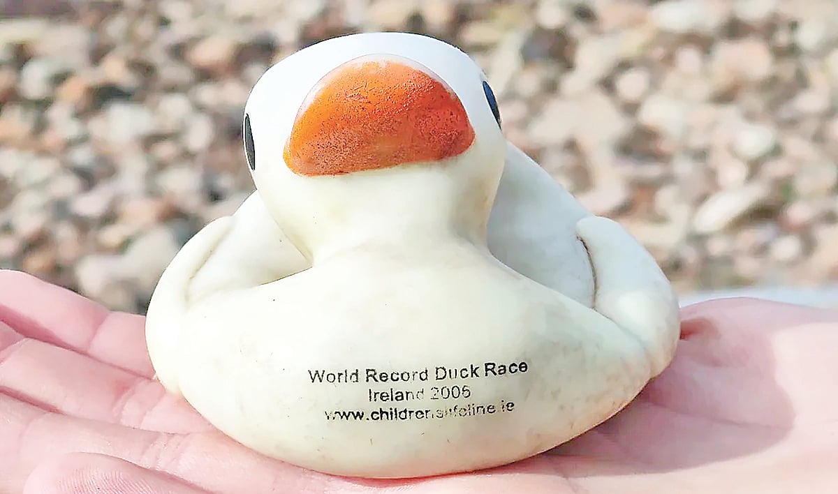 ১৮ বছর পর রবারের হাঁসটি পেয়েছে স্কটল্যান্ডের এক শিশু