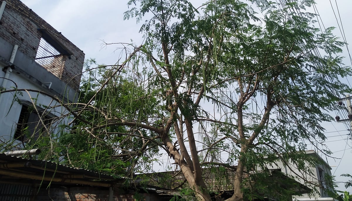 রাজশাহী শহরে এবার শজনের ফলন ভালো হয়েছে। সম্প্রতি নগরের মেহেরচণ্ডী কড়ইতলা এলাকায়