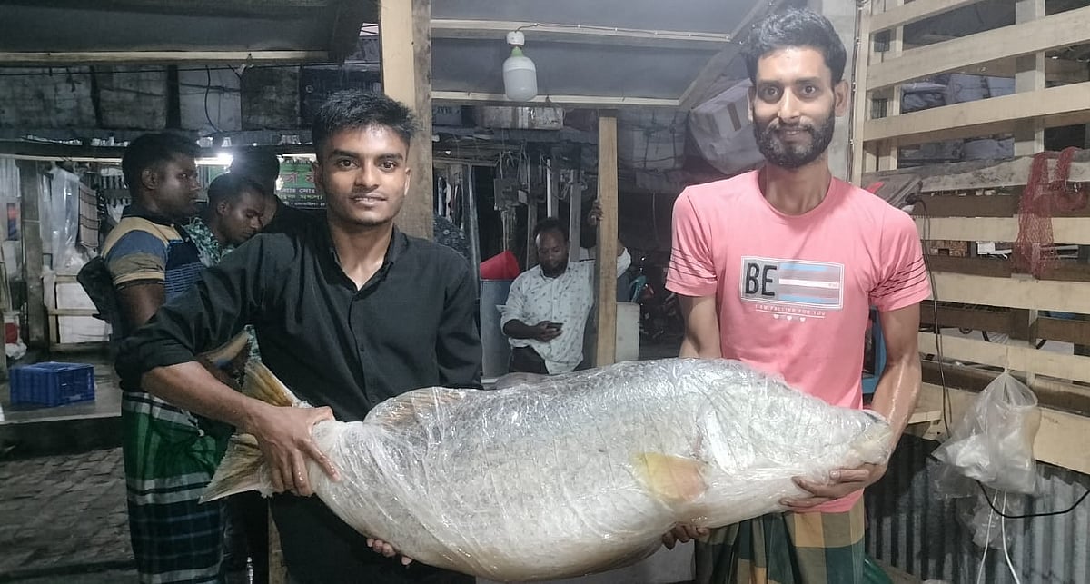 বঙ্গোপসাগরে জেলের জালে ধরা পড়া ২৬ কেজি ওজনের কোরাল মাছ। বৃহস্পতিবার দুপুরে কুয়াকাটা পৌর মাছবাজারে